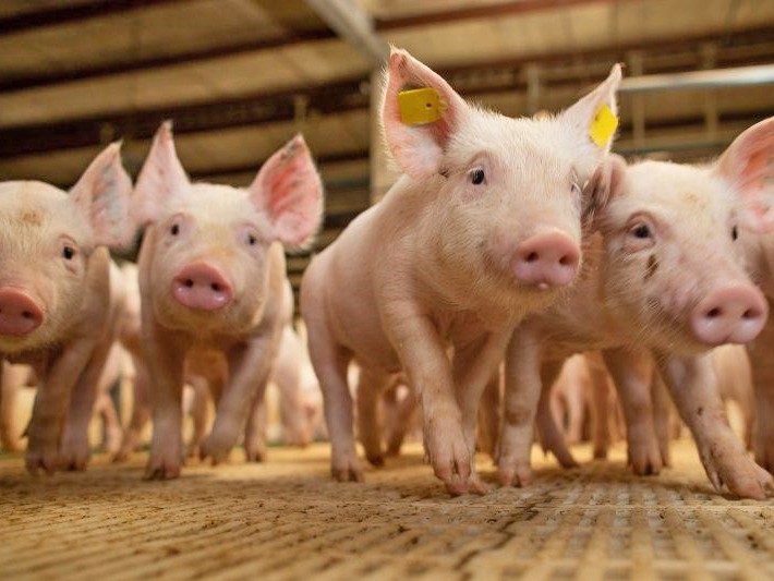 Governo de Mato Grosso busca alternativa para desonera��o do setor de su�nos 