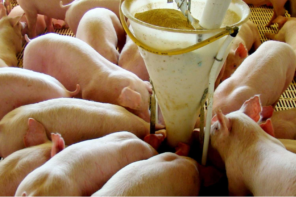 Setor de ra��o animal deve crescer 3,5% neste ano, segundo Sindira��es