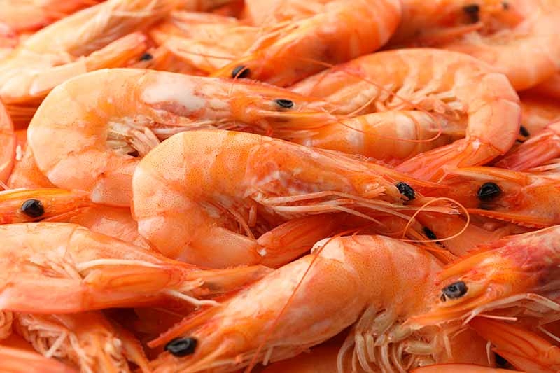 Carcinicultura estimula a economia no Nordeste