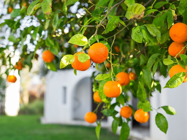 Laranja reconhecida pela sucul�ncia e do�ura da Regi�o de Tangu� recebe Indica��o Geogr�fica brasileira
