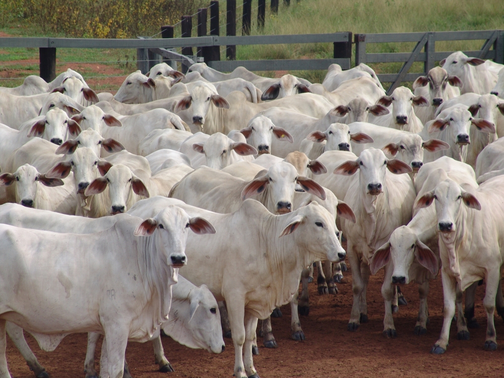 Controle de parasitas � fundamental para sa�de do gado e o lucro da fazenda 
