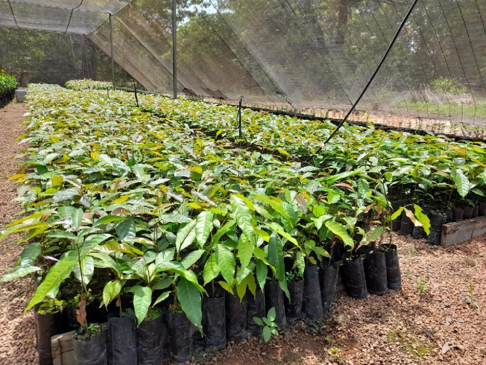Empaer produz mudas de mogno africano e plantas nativas para arborizar diversas �reas de MT 