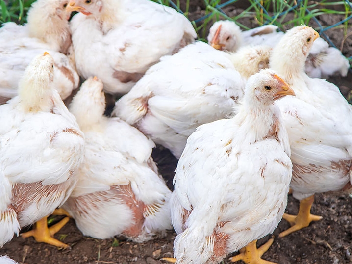 Influenza em aves na Col�mbia deixa o Minist�rio da Agricultura, Pecu�ria e Abastecimento em estado de aten��o
