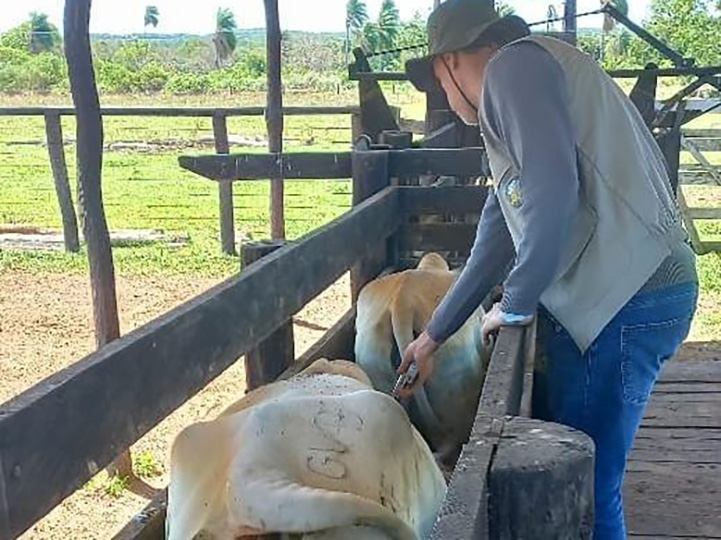 Indea e parceiros promovem evento para celebrar �ltima vacina��o em Mato Grosso 