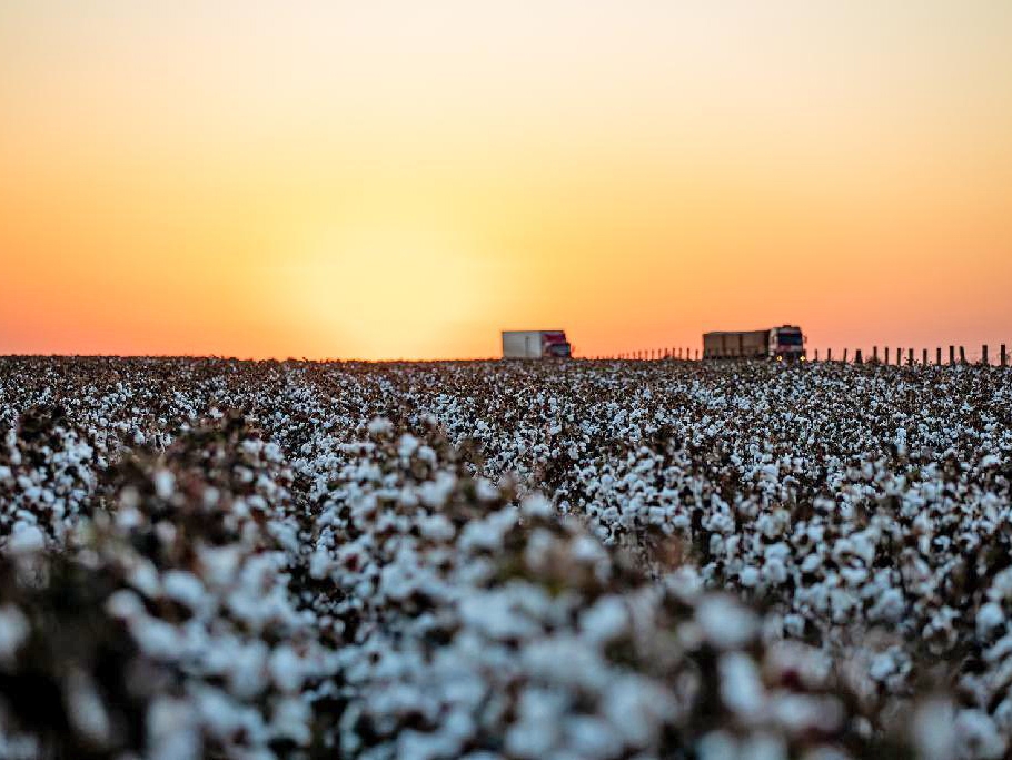 Plantio de algod�o atinge 3,61% da �rea plantada em Mato Grosso