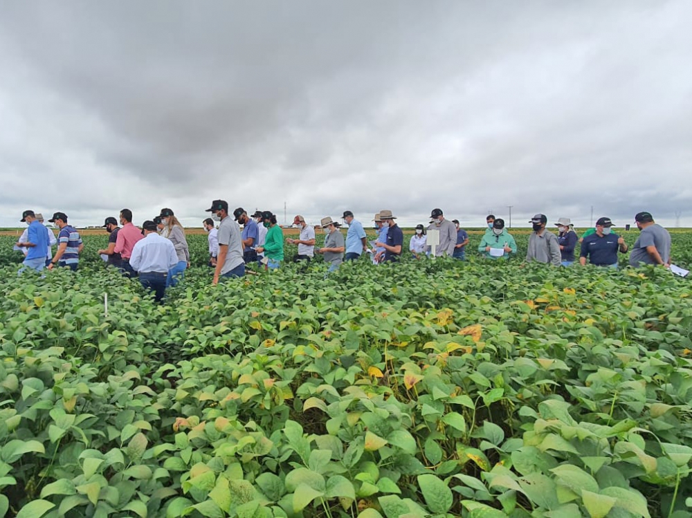 Dias de campo da Funda��o MT difundem informa��es estrat�gicas para a safra de soja