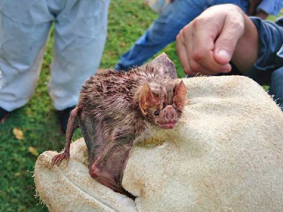 Indea registra tr�s focos de raiva animal em Mato Grosso 