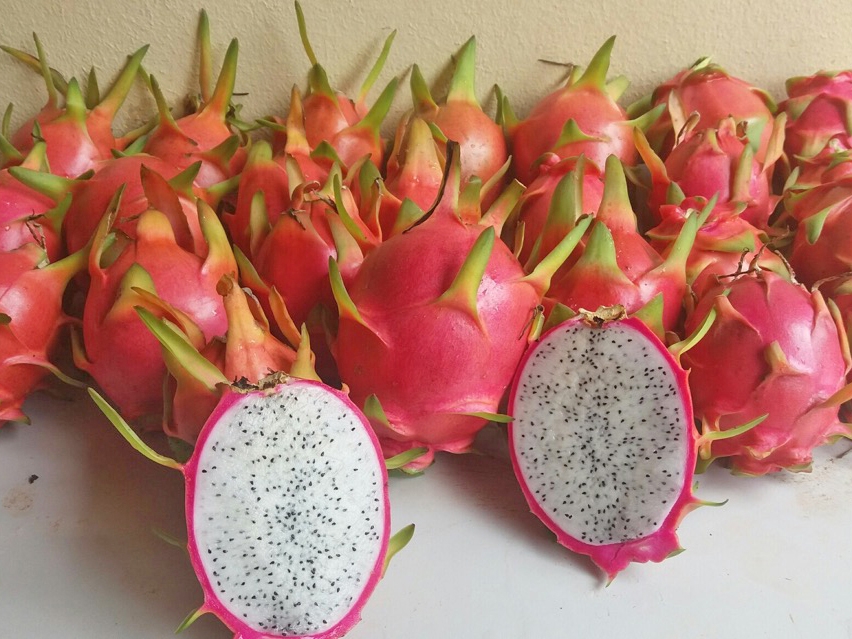 Empaer realiza neste s�bado 2� edi��o da Festa da Pitaya em Chapada dos Guimar�es