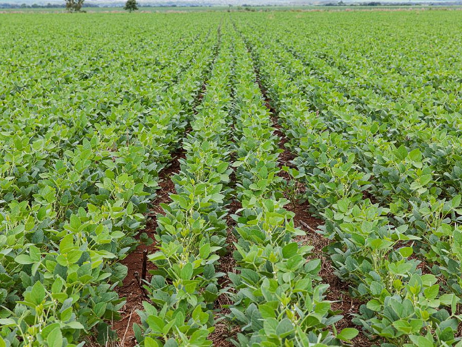 Prazo para cadastrar �rea plantada de soja termina na quarta-feira (15) 