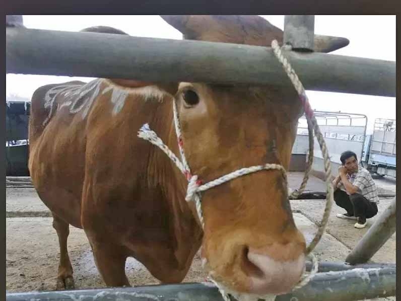 Minist�rio da Agricultura confirma caso de mal da vaca louca e suspende exporta��o de carne para a China