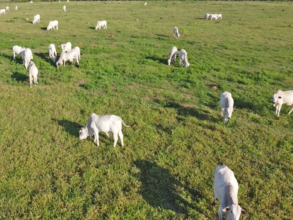 Mesmo com a chegada da agricultura, Juara volta a ultrapassar a marca de 1 milh�o de cabe�as de gado