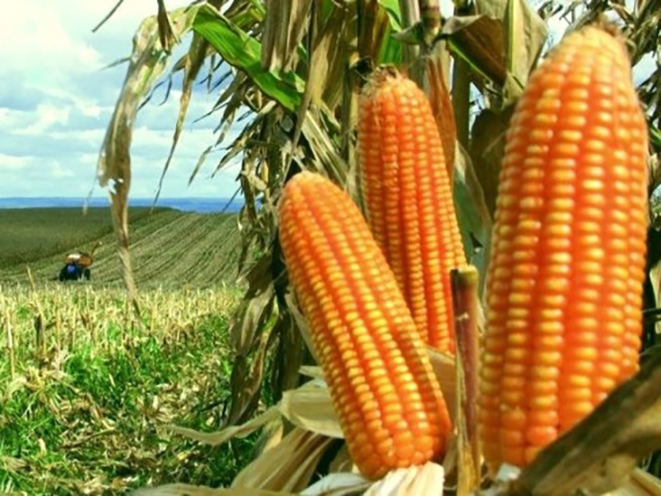 Maior exportador de soja do mundo, Brasil poder� ser n�mero 1 no milho tamb�m