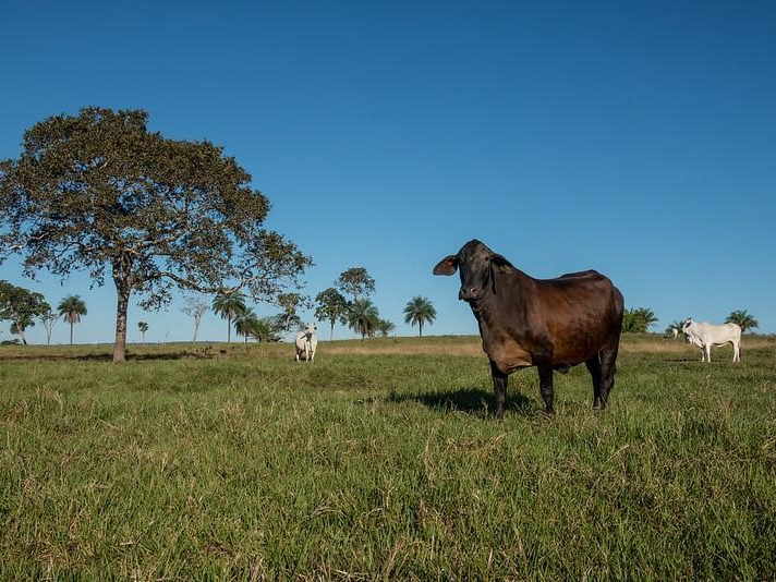 Mapeamento in�dito mostra qualidade das �reas de pastagem de Mato Grosso