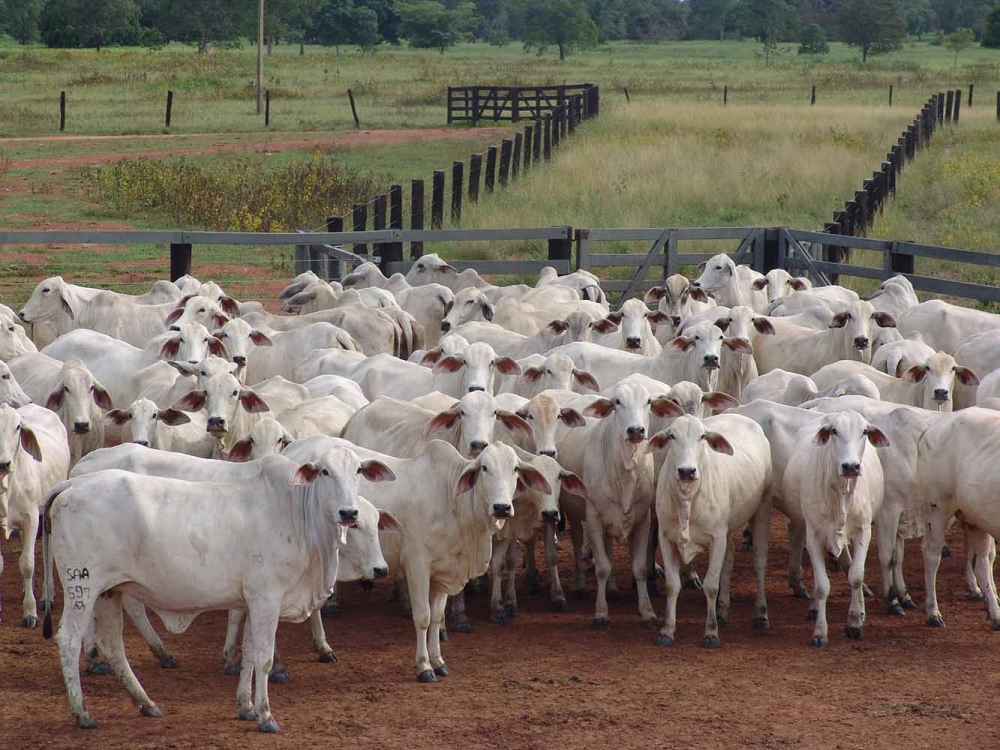 Sistema integrado ajuda pecuaristas na gest�o