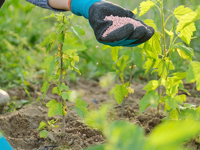 Diminui��o no valor dos fertilizantes deve refletir em mais alimentos na mesa dos brasileiros