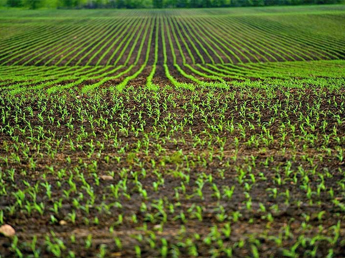 Produ��o agropecu�ria atinge valor recorde R$ 1,249 trilh�o em 2023, impulsionada por safra de milho e soja