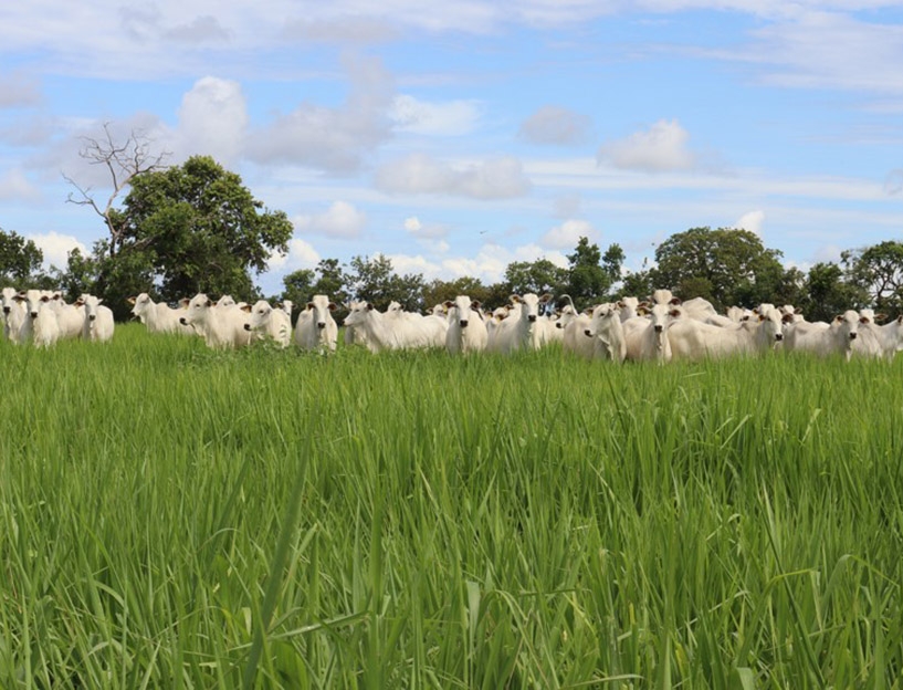 Manejo adequado das pastagens pode reduzir 25% dos custos na pecu�ria