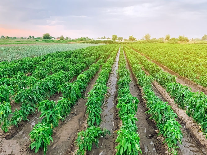 Iniciativas de sustentabilidade no agroneg�cio brasileiro recebem aten��o do Banco Mundial