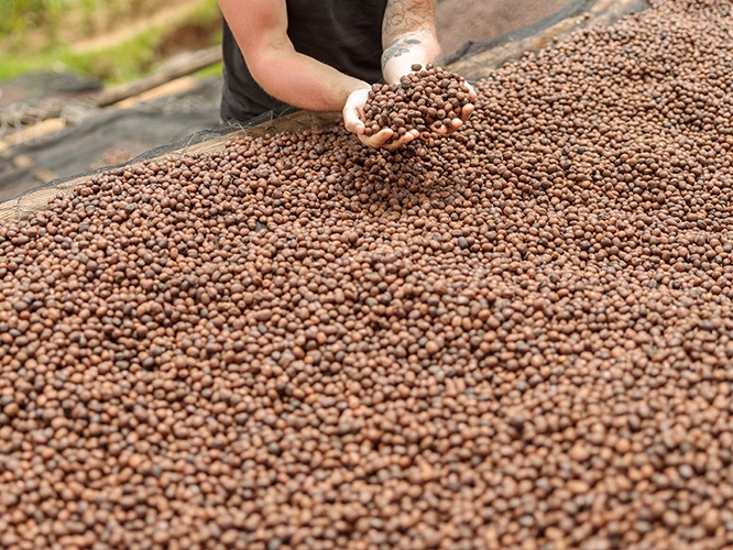 Minist�rio da Agricultura determina aloca��o de verbas do Funcaf� para a pr�xima safra 2023/24