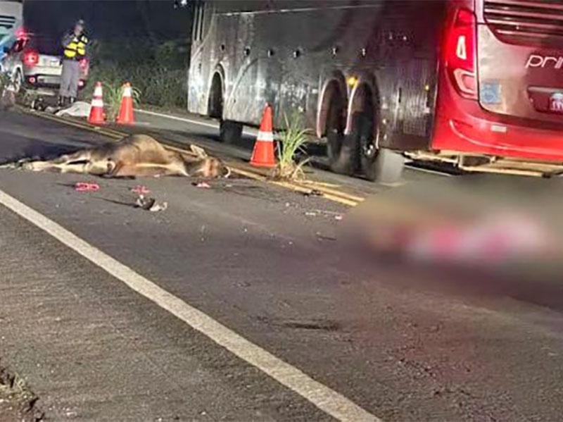 Casal morre atropelado ap�s colis�o com a moto com bezerro em rodovia perto de Cuiab�