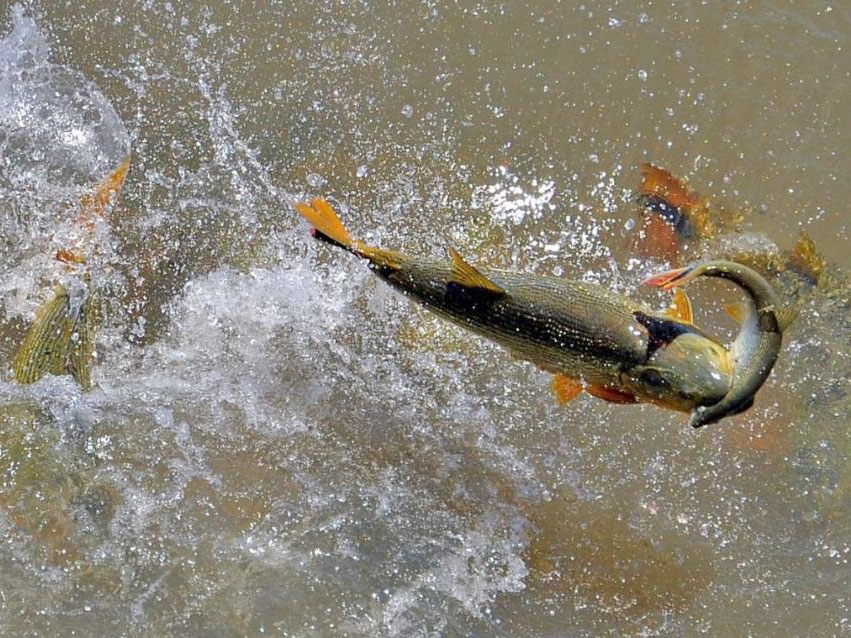 Pescador amador s� pode atuar na modalidade 