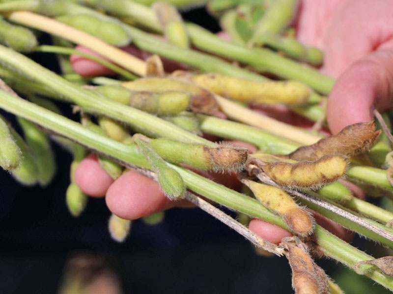 Publica��o traz resultados de testes de cultivares e �poca de semeadura para podrid�o da soja