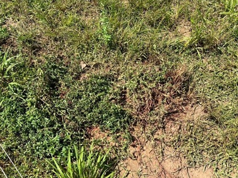 Vaqueiro morre ap�s sofrer ataque de on�a em fazenda de Tapurah MT 