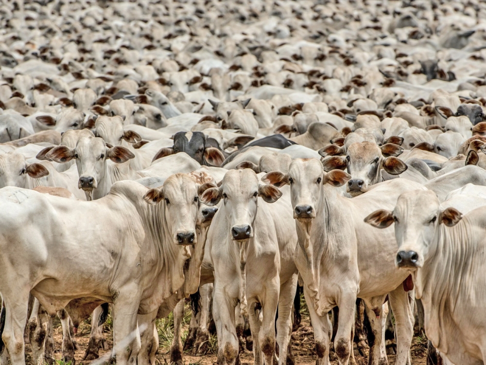 Mato Grosso registra recorde com mais de 619 mil cabe�as de gado abatidas