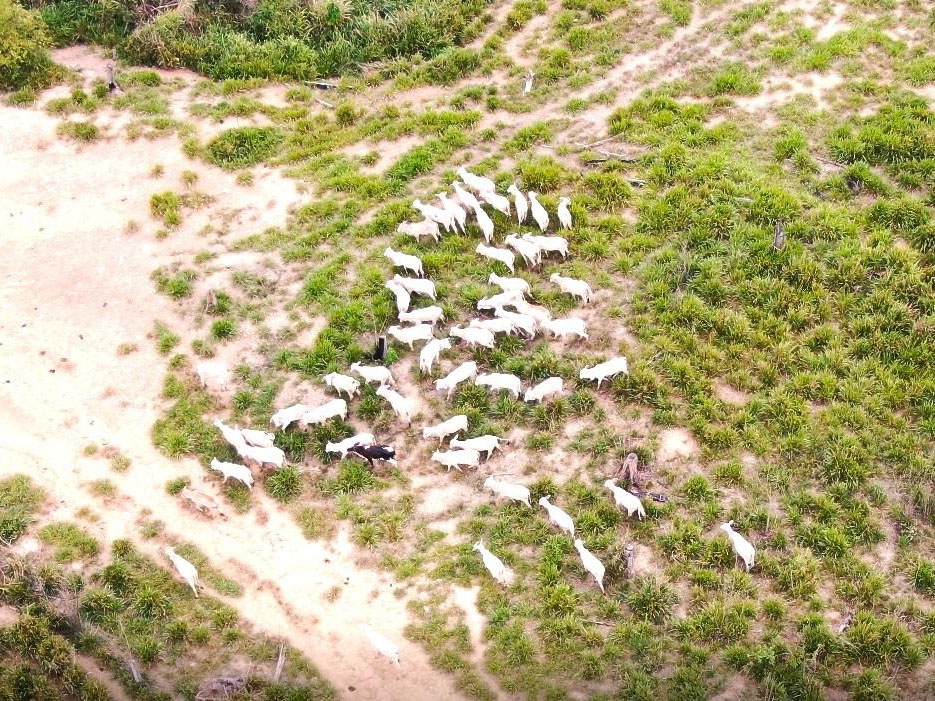  Sema e PM apreendem 500 cabe�as de gado, tratores e toras de �rvore amea�ada de extin��o
