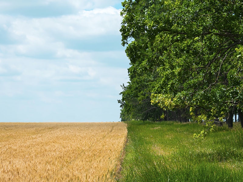 Agricultura regenerativa: restaurando ecossistemas e aumentando a produtividade