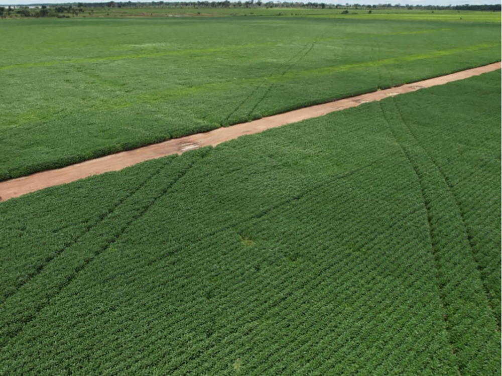 Vazio sanit�rio da soja come�ou neste s�bado (08) em Mato Grosso 