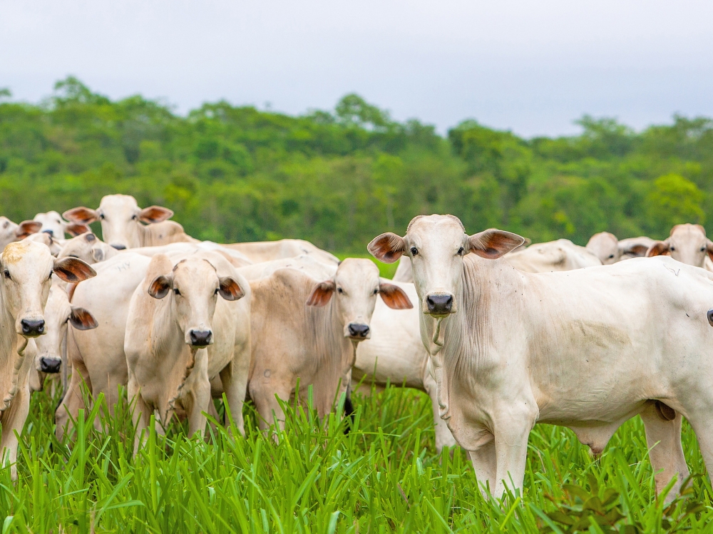 Mato Grosso bate recorde hist�rico com abate de 627 mil cabe�as de gado em maio