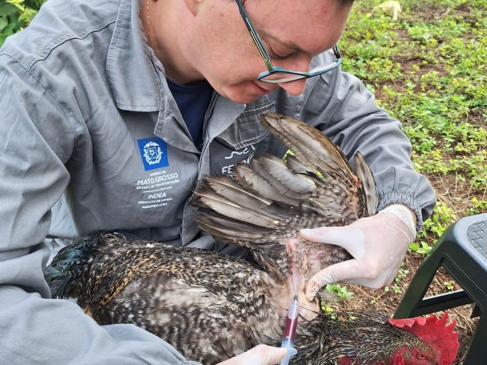 Indea vistoria mais de 16 milh�es de aves em trabalho de monitoramento contra gripe avi�ria