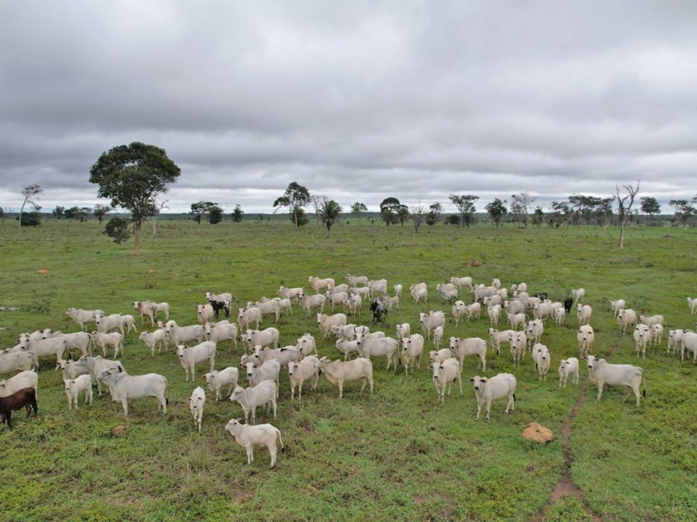 MT prorroga prazo para vacina��o contra brucelose