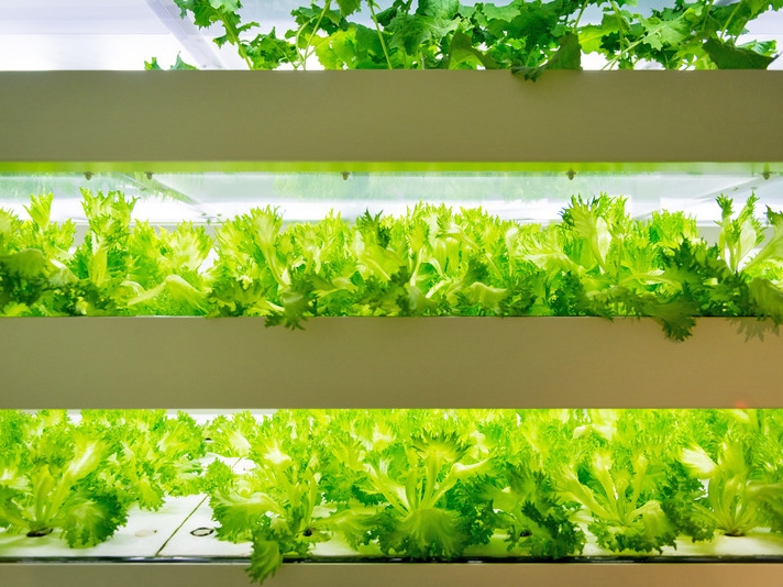 Agricultura vertical: a nova fronteira da produ��o de alimentos