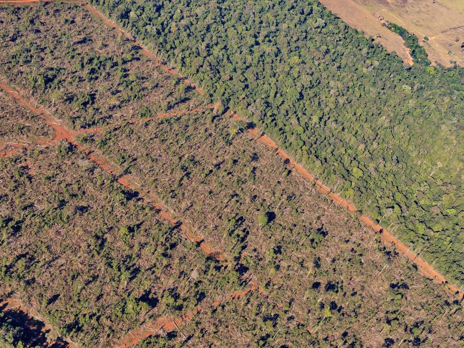Sema embarga 1,86 milh�o de hectares por crimes ambientais de 2019 a 2024 