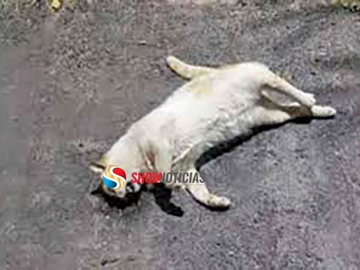  Minist�rio P�blico de Cuiab� denuncia professor por morte de gata e pede indeniza��o de R$ 300 mil