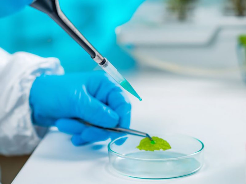 Inova��es gen�ticas: novas variedades de culturas adaptadas ao clima brasileiro