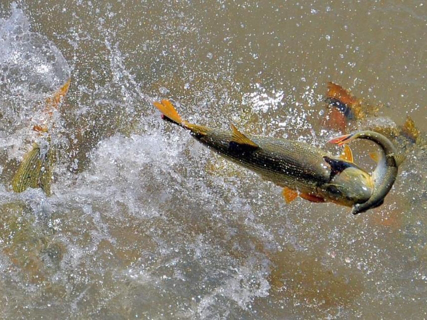  Pescadores t�m direito a aux�lio financeiro e cursos de capacita��o