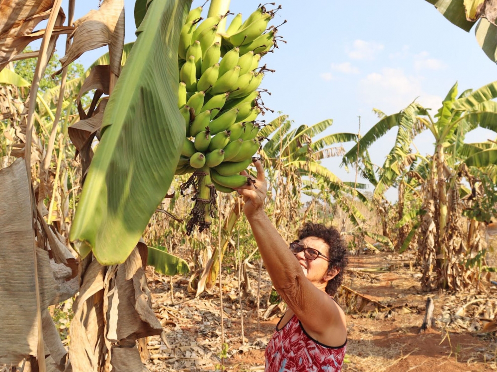 Projeto liderado por mulheres agricultoras fomenta a cadeia da banana em Nova Monte Verde