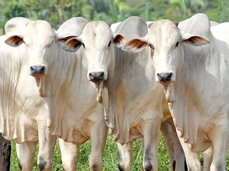 Boi gordo: alguns neg�cios chegam a R$ 320/@ em S�o Paulo, informa a Agrifatto