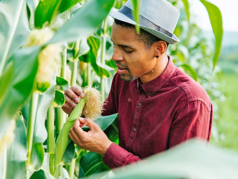 Certifica��es ambientais no agro: vantagens e desafios para os produtores brasileiros