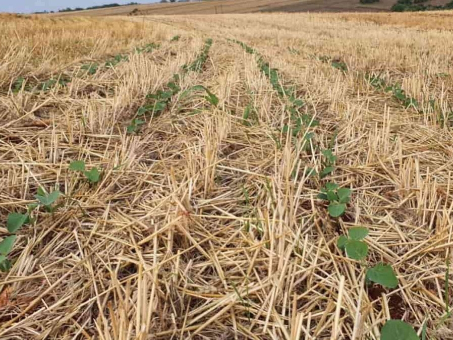 Plantio direto chega aos 50 anos com 32 milh�es de hectares plantados no Brasil