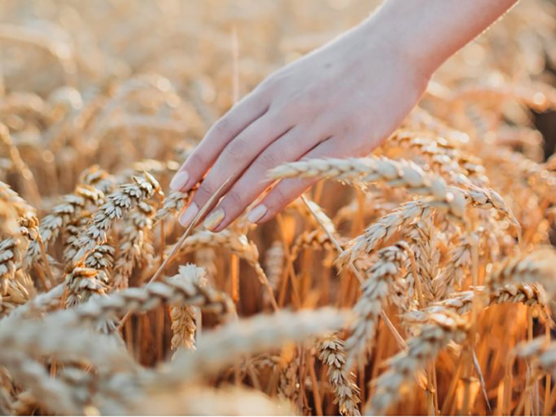 Governo Federal aposta em agroecologia e seguran�a alimentar com novos planos nacionais