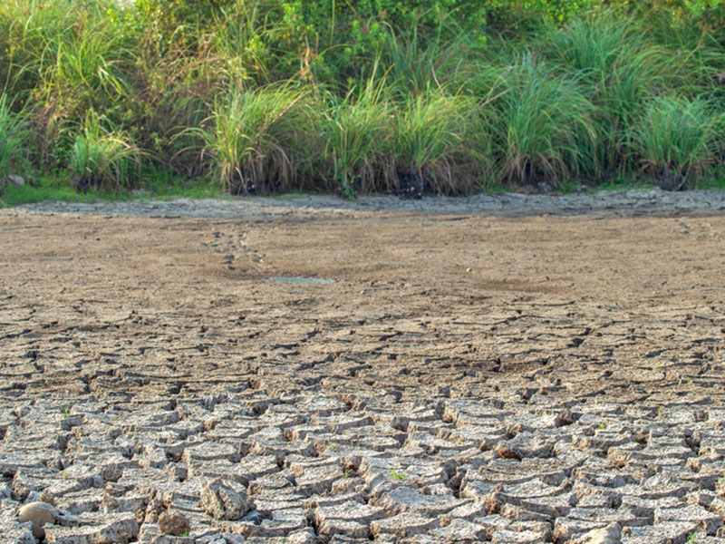 Estrat�gias de adapta��o clim�tica: caminhos para a resili�ncia do produtor rural brasileiro