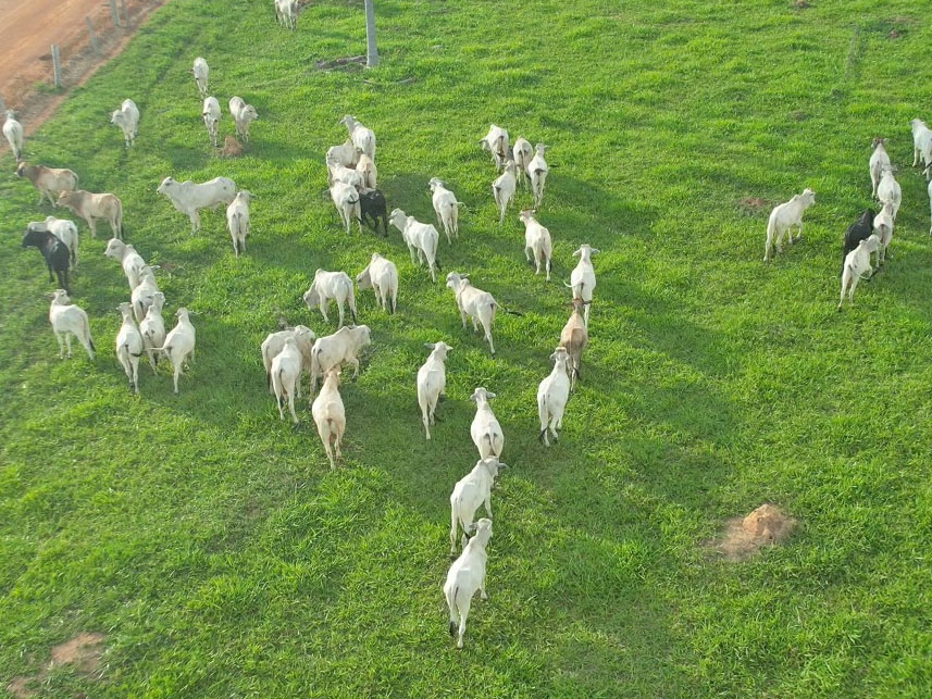 Lentid�o no escoamento da carne p�e mercado brasileiro do boi gordo em banho-maria
