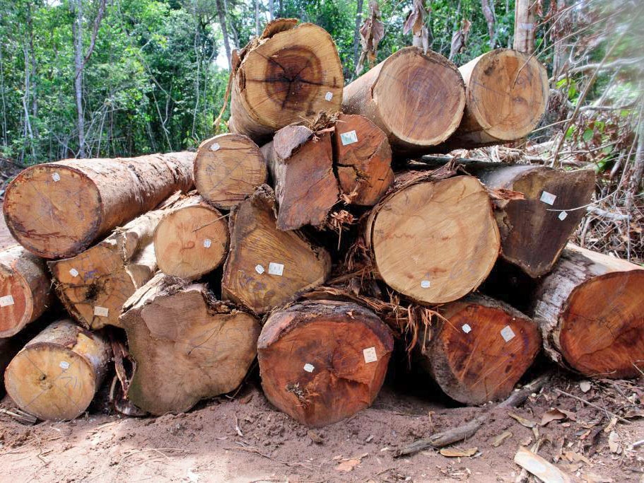 Est� proibida a explora��o de madeira de manejo florestal em Mato grosso at� 1� de abril 
