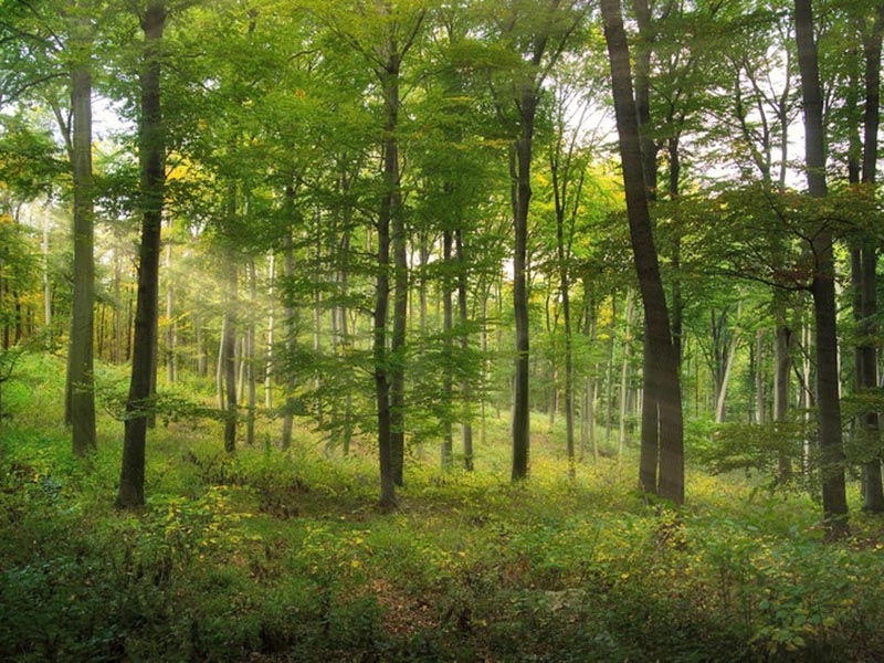 Agrofloresta: a nova tend�ncia de integra��o entre agricultura e conserva��o