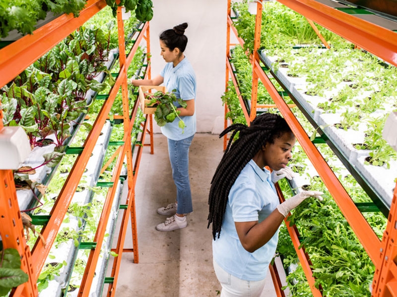 Agricultura vertical: o futuro promissor da alimenta��o nas cidades