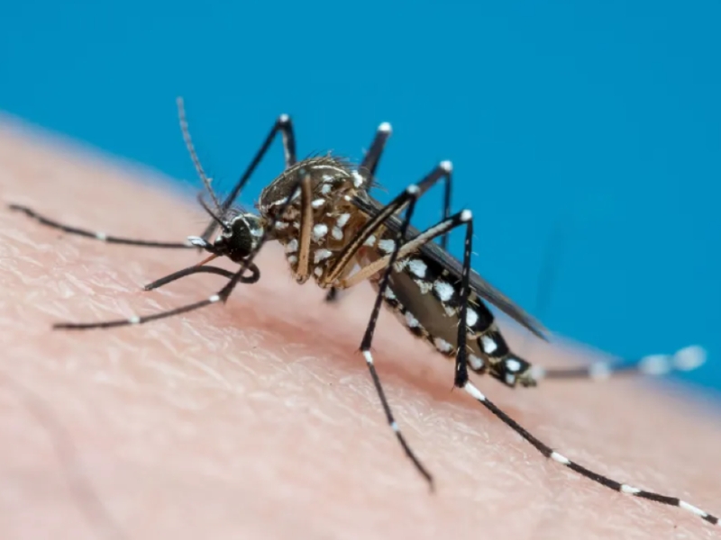  Entenda quais s�o os grupos de risco para dengue e chikungunya em Mato Grosso
